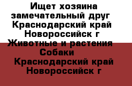 Ищет хозяина замечательный друг - Краснодарский край, Новороссийск г. Животные и растения » Собаки   . Краснодарский край,Новороссийск г.